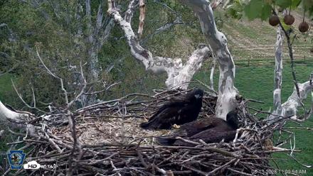 PA Farm Country Eagles Live Cams - May 13, 2026, 11:11am EDT