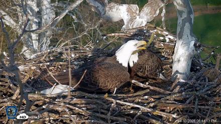 PA Farm Country Eagles Live Cams - Apr 10, 2026, 6:44pm EDT