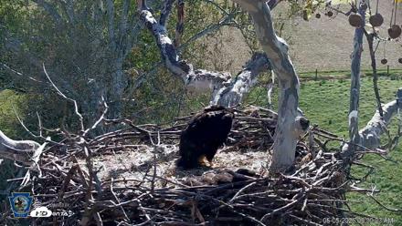 PA Farm Country Eagles Live Cams - May 5, 2026, 9:31am EDT