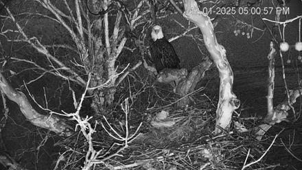 PA Farm Country Eagles Live Cams - Dec 1, 2025, 5:01pm EST