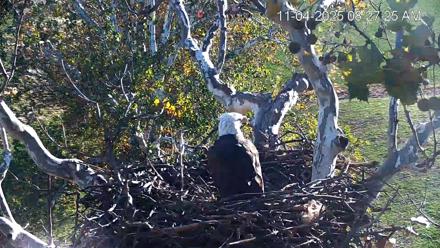 PA Farm Country Eagles Live Cams - Nov 4, 2025, 8:28am EST