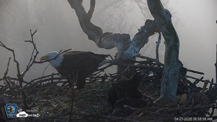 PA Farm Country Eagles Live Cams - Apr 27, 2026, 7:00am EDT