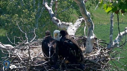 PA Farm Country Eagles Live Cams - May 18, 2026, 11:13am EDT