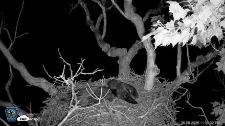 PA Farm Country Eagles Live Cams - Jun 8, 2026, 11:32pm EDT