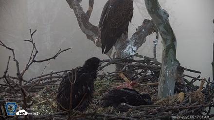 PA Farm Country Eagles Live Cams - Apr 27, 2026, 6:17am EDT