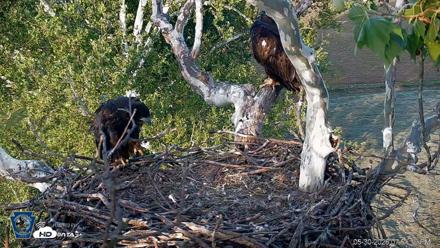 PA Farm Country Eagles Live Cams - May 30, 2026, 7:52pm EDT