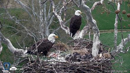 PA Farm Country Eagles Live Cams - Apr 22, 2026, 8:28am EDT