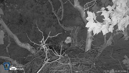 PA Farm Country Eagles Live Cams - Aug 6, 2026, 5:49am EDT