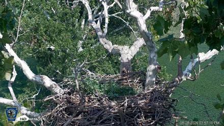 PA Farm Country Eagles Live Cams - Aug 28, 2026, 3:58pm EDT