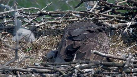 PA Farm Country Eagles Live Cams - Mar 30, 2026, 1:49pm EDT