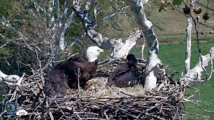 PA Farm Country Eagles Live Cams - May 4, 2026, 2:23pm EDT