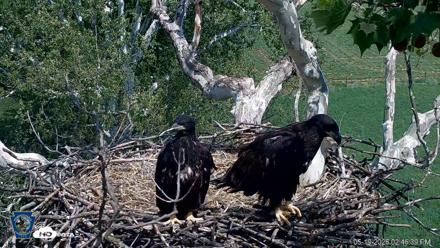 PA Farm Country Eagles Live Cams - May 19, 2026, 2:47pm EDT