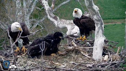 PA Farm Country Eagles Live Cams - Apr 26, 2026, 4:56pm EDT