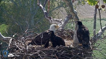 PA Farm Country Eagles Live Cams - May 10, 2026, 9:08am EDT