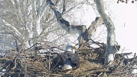 PA Farm Country Eagles Live Cams - Feb 9, 2026, 1:20pm EST