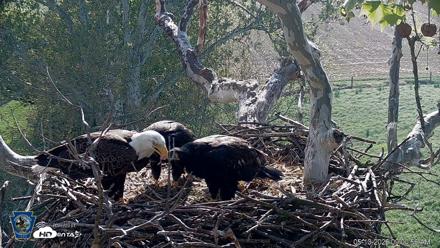PA Farm Country Eagles Live Cams - May 10, 2026, 9:01am EDT