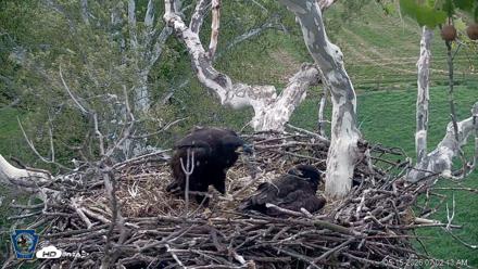 PA Farm Country Eagles Live Cams - May 15, 2026, 7:03am EDT