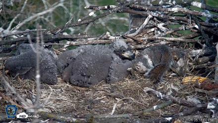 PA Farm Country Eagles Live Cams - Apr 12, 2026, 5:18pm EDT
