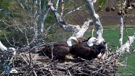 PA Farm Country Eagles Live Cams - May 5, 2026, 1:38pm EDT