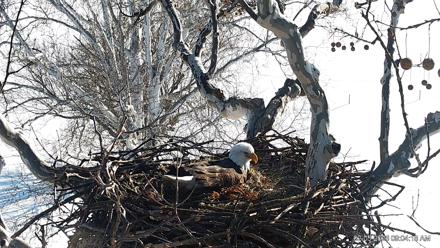 PA Farm Country Eagles Live Cams - Feb 5, 2026, 9:05am EST