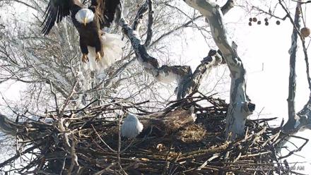 PA Farm Country Eagles Live Cams - Feb 5, 2026, 10:08am EST