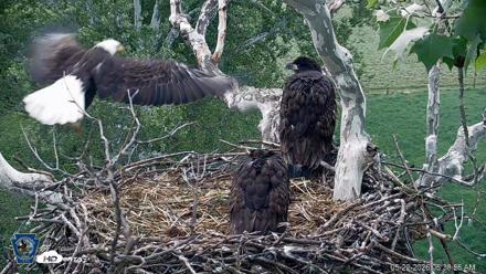 PA Farm Country Eagles Live Cams - May 22, 2026, 6:39am EDT