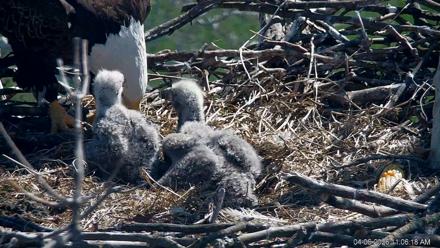 PA Farm Country Eagles Live Cams - Apr 6, 2026, 11:07am EDT