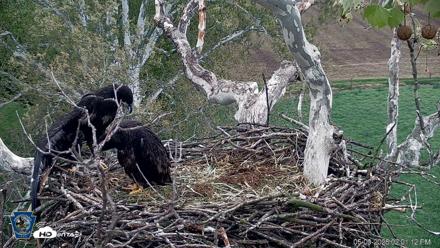 PA Farm Country Eagles Live Cams - May 9, 2026, 2:01pm EDT