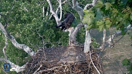 PA Farm Country Eagles Live Cams - Jul 4, 2026, 6:37pm EDT