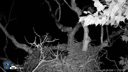 PA Farm Country Eagles Live Cams - Jun 9, 2026, 11:18pm EDT