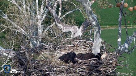 PA Farm Country Eagles Live Cams - May 1, 2026, 5:54pm EDT