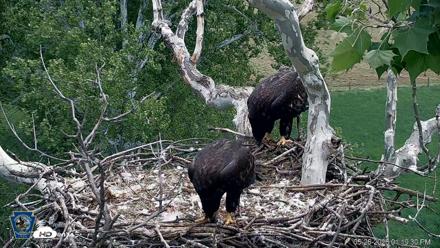 PA Farm Country Eagles Live Cams - May 26, 2026, 1:20pm EDT