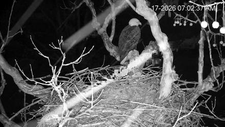 PA Farm Country Eagles Live Cams - Jan 17, 2026, 7:03am EST