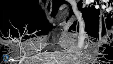 PA Farm Country Eagles Live Cams - May 6, 2026, 12:24am EDT