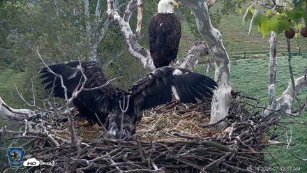 PA Farm Country Eagles Live Cams - May 14, 2026, 7:43am EDT
