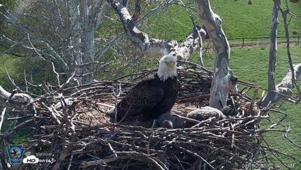 PA Farm Country Eagles Live Cams - Apr 15, 2026, 10:17am EDT