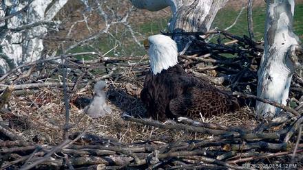 PA Farm Country Eagles Live Cams - Mar 26, 2026, 3:55pm EDT