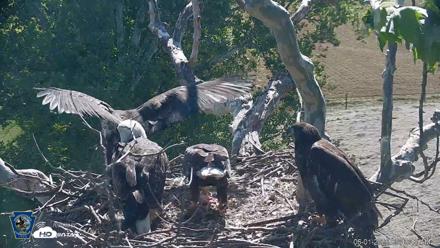 PA Farm Country Eagles Live Cams - Jun 1, 2026, 9:41am EDT
