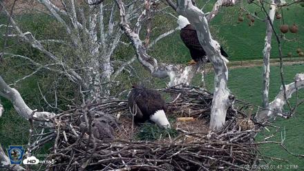 PA Farm Country Eagles Live Cams - Apr 17, 2026, 1:44pm EDT