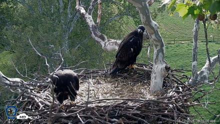 PA Farm Country Eagles Live Cams - May 17, 2026, 8:40am EDT