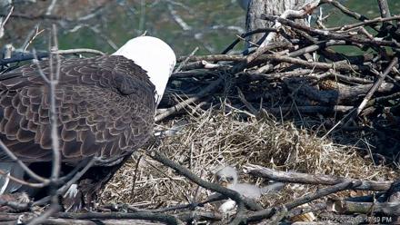 PA Farm Country Eagles Live Cams - Mar 22, 2026, 2:18pm EDT