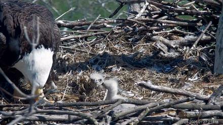 PA Farm Country Eagles Live Cams - Mar 28, 2026, 1:28pm EDT