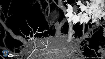 PA Farm Country Eagles Live Cams - Jun 29, 2026, 9:41pm EDT