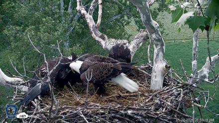 PA Farm Country Eagles Live Cams - May 22, 2026, 6:34am EDT