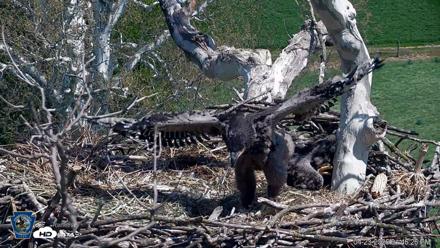 PA Farm Country Eagles Live Cams - Apr 23, 2026, 1:47pm EDT