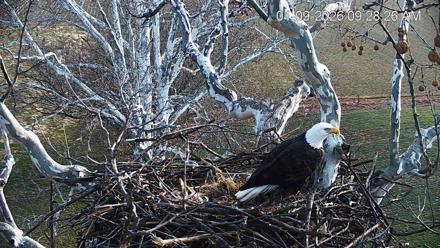 PA Farm Country Eagles Live Cams - Jan 9, 2026, 9:29am EST