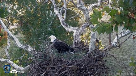PA Farm Country Eagles Live Cams - Sep 15, 2026, 7:03am EDT
