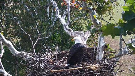 PA Farm Country Eagles Live Cams - Oct 19, 2025, 10:07am EDT