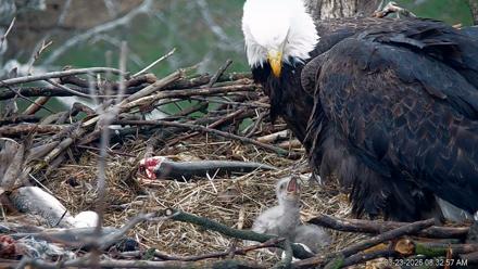 PA Farm Country Eagles Live Cams - Mar 23, 2026, 8:33am EDT