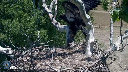 PA Farm Country Eagles Live Cams - Jun 2, 2026, 1:08pm EDT